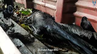 Rescued a Crow stuck in the rain gutter crow birdsrescue [upl. by Alyehc]