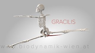 Gracilis Muscle 3D Animation 4K [upl. by Tomaso359]