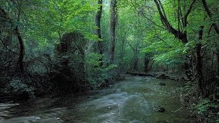 Musica Rilassante Con Suoni Di Ruscello Per Calmare La Mente [upl. by Carmelita]