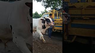 Cow unloading Big size Cow Cow video Part 22 shorts [upl. by Trofmoc]