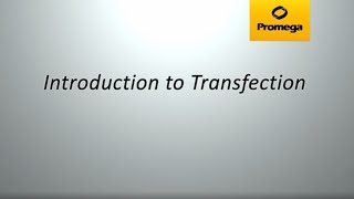 Introduction to Transfection [upl. by Fridell176]