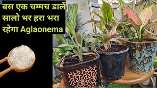 मरते हुए एग्लोनेमा को बचाने का टाॅप सिक्रेट AGLAONEMA Plant CarewateringSoilgardeningNPK191919 [upl. by Sabelle]