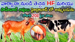 హర్యానా నుండి తెచ్చినHF మరియు సాహీవాల్ ఆవులు హైద్రాబాద్ లో అమ్మబడును  6309495777 [upl. by Serra629]