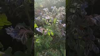 Borage Blooming Like A Maniac [upl. by Lilah]