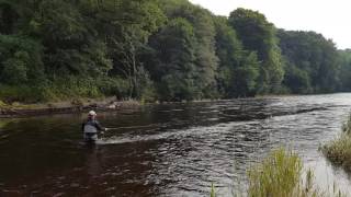 Fly Fishing On The River Nith [upl. by Etnauq]