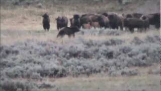 Yellowstone Grizzly and Bison [upl. by Elahcim43]