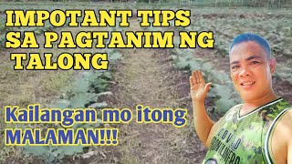 IMPORTANT TIPS SA PAGTATANIM NG TALONG [upl. by Serrell158]