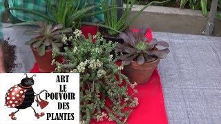 Tuto jardinage crassula rupestris comment faire une Bouture plantes vertes succulente grasse [upl. by Brook]