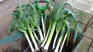 How to grow Leeks Unbelievable Ten organic leeks from one 10quot pot Food for Free [upl. by Vinia]