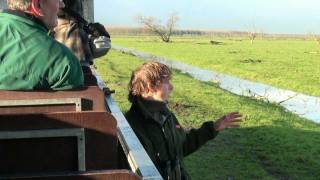 Oostvaardersplassen excursie Burlende edelherten [upl. by Drazze]