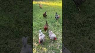 Chickens running for food [upl. by Hawkie]