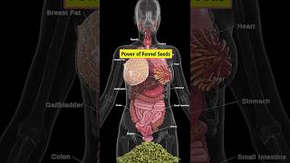 5 Benefits Of Chewing Fennel Seeds After Meals fennelseed healthtips food [upl. by Oluap327]