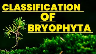 Lycophytes Early Vascular Plants [upl. by Andris623]