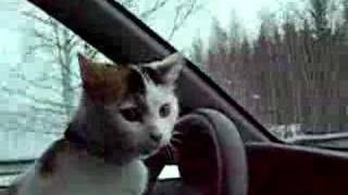 cat driving a car [upl. by Leciram963]