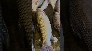 Pangas Fish Section of Bengali Bazar fish pangasfish fishmarket bazar bengalibazar [upl. by Lough]