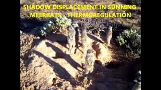 Meerkats sunning Thermoregulation and shadow displacement [upl. by Neiviv706]