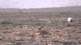 Kragentrappen auf Fuerteventura  Outardes Houbara Bustards [upl. by Ruella344]