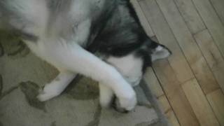 Siberian Husky Bad Dog Shiloh ate a Cookie Guilty Dog [upl. by Rimas]