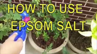 How to use Epsom Salt for plants  Fertilizer for plants  Liquid Fertilizer for plant [upl. by Ettenna854]