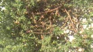 Eat The Weeds Episode 93 Tumbleweed Russian Thistle [upl. by Etyam881]