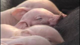 Baby Piglets  Stitching Up Hog Cut  Bottle Feeding Pig [upl. by Anelec]