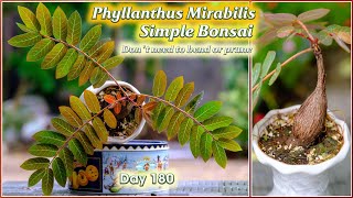 How to grow Phyllanthus Mirabilis caudex plant a simple bonsai that dont need to bend or prune [upl. by Kipper670]