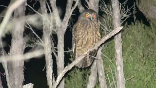 Morepork 𝘕𝘪𝘯𝘰𝘹 𝘯𝘰𝘷𝘢𝘦𝘴𝘦𝘦𝘭𝘢𝘯𝘥𝘪𝘢𝘦 1 [upl. by Hatcher891]