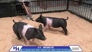 125 CROSSBRED GILT  Heimer Hampshires Sept 23 2024 Sale [upl. by Fabriane]