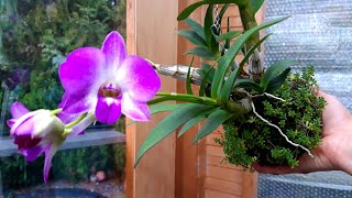 ОРХИДЕЯ  КОКЕДАМА KOKEDAMA ORCHID отличная система для выращивания Цветение и мой уход [upl. by Pinkham]