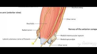 Musculocutaneous nerve 2 [upl. by Arries]