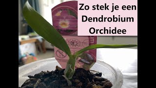 Dendrobium orchidee stekken Propagation Dendrobium orchids [upl. by Goulet]