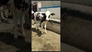 Jersey Australian Friesian Hiefers Bachrian  Salam Bhalwal  Mandi Star [upl. by Magdau356]