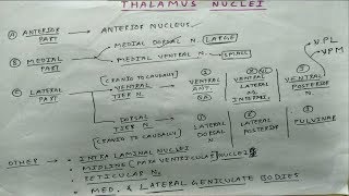 Thalamus Nuclei Anterior Medial and Lateral Part  Theory and Diagram  TCML [upl. by Pegasus]