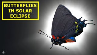 BUTTERFLY HUNTING IN SOLAR ECLIPSE CENTRAL FLORIDA [upl. by Juta]