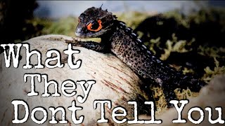 What You NEED To Know Before Getting A Red Eyed Crocodile Skink [upl. by Phillie]