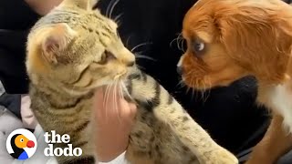 Cat Adopts His New Puppy Brother The Second He Meets Him  The Dodo [upl. by Yoshiko]