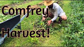 Comfrey Harvest  So many yields [upl. by Katt]