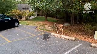 deer 🦌 encounter at Massanutten Resort Virginia [upl. by Barolet]