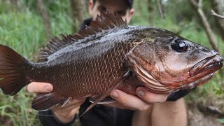 LAND BASED MANGROVE JACK  Fishing in the Storm using LIVE BAIT [upl. by Liborio]