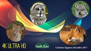 4K  Parc animalier de SainteCroix  Animal Park SainteCroix France [upl. by Eellah]