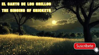 Grillos Cigarras Cricket Cicada sonidosdelanaturaleza sonidosdenaturaleza sonidosdelbosque noche [upl. by Sedgewake]