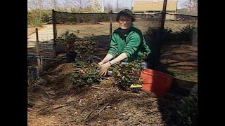 Planting Azaleas [upl. by Gordon726]