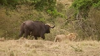 Lions vs Buffaloes [upl. by Chadbourne]