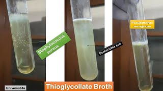 E coli  Staphylococcus aureus and Pseudomonas aeruginosa growth on Thioglycollate broth [upl. by Odelia]