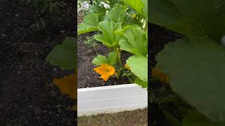 Pruning Costata Romanesco Zucchini and learning from my mistakes ZucchiniPlant [upl. by Ennairda]