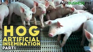 Hog Artificial Insemination Part 1  Hog Artificial Insemination  Agribusiness Philippines [upl. by Rozina]