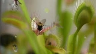 Fly Receives Death Blow in Venus Fly Trap [upl. by Rugen]