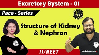 Excretory System 01  Chapter 19  Structure of Kidney and Nephron  Class 11  NEET  Pace Series [upl. by Gnos]