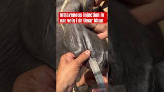 Intravenous injection in ear vein l dr Umar khan [upl. by Katalin]