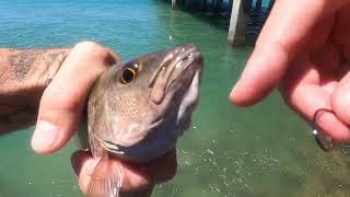 Shore fishing Mangrove Snapper and Flounder in St Augustine and Fernandina Beach Florida [upl. by Carhart]